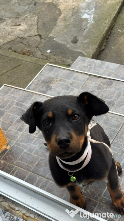 Cățelușa copoi ardelenesc de vânzare