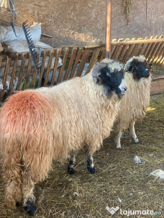 Berbeci de vanzare...