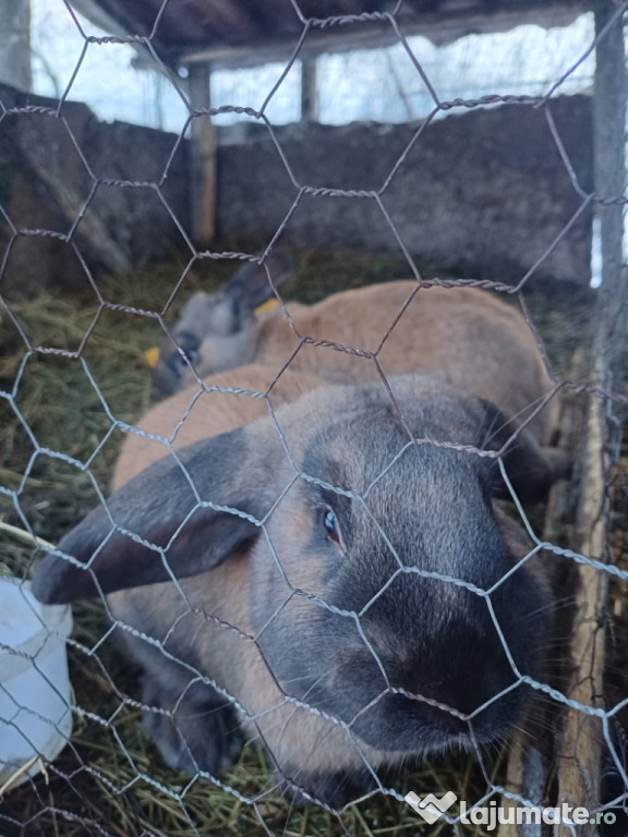 Iepuri de vânzare în vârstă de un an.