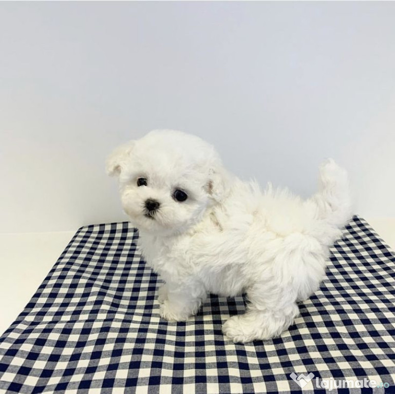 Bichon maltez mini toy