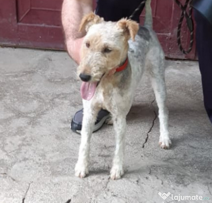 Donez femela fox terrier cu păr sârmos