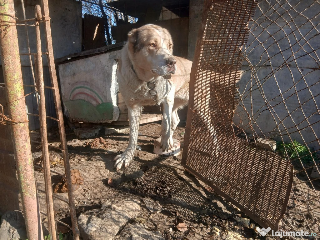 Femela ciobanesc asia centrala