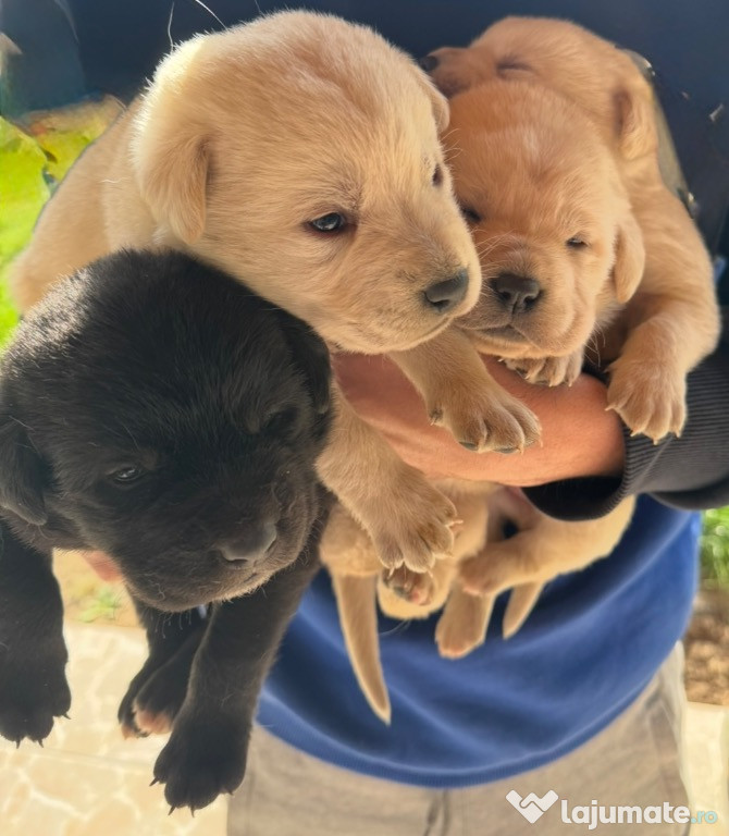 Pui de labrador.