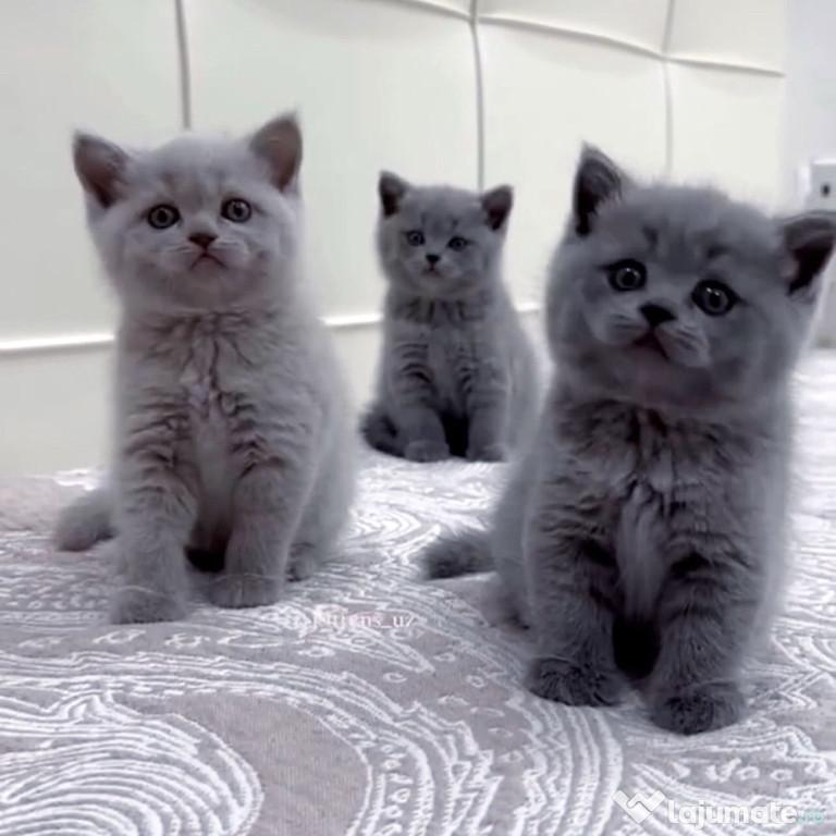 British shorthair puiuți