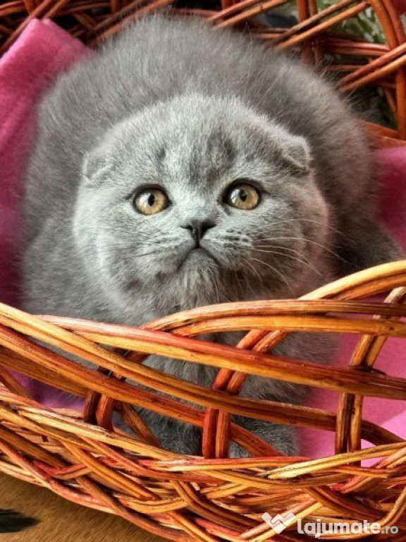 Scottish fold pui