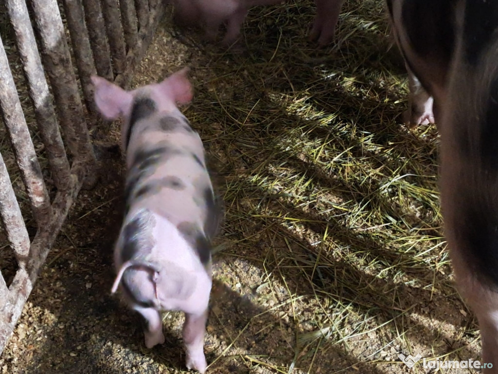 Vand purcei pietrain