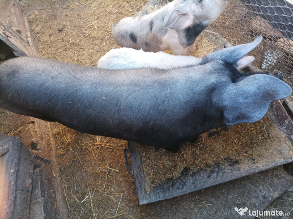 Animale domestice de vânzare