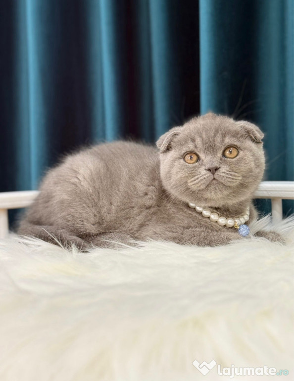 Puiuți Scottish fold