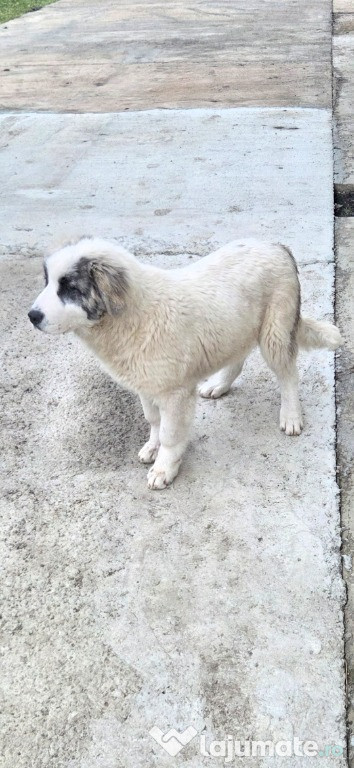 Vand ciobanesc de bucovina