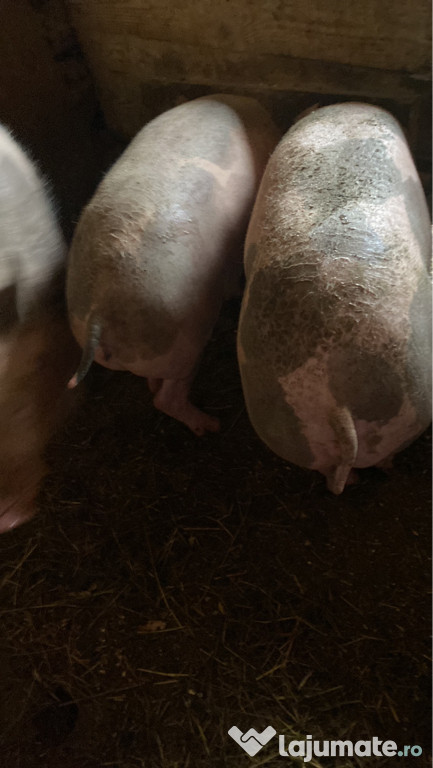 Vând sau schimb pe alte animale