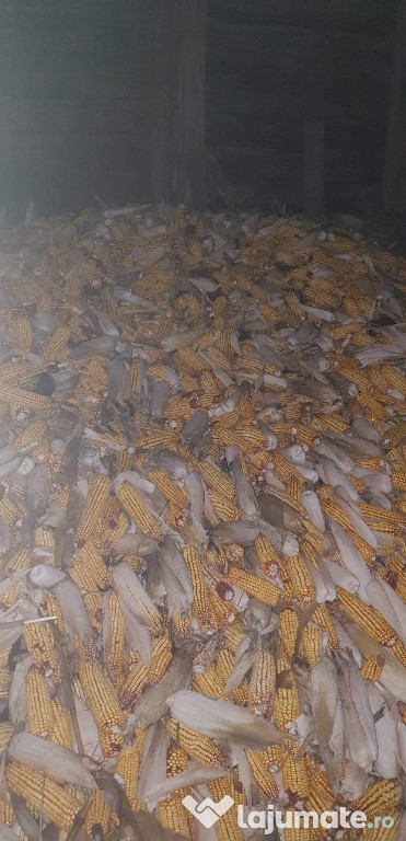 Porumb știuleți