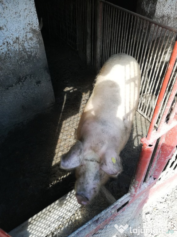 Porc carne și mangalita