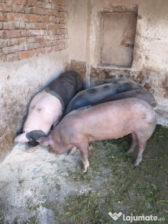 Porci de carne