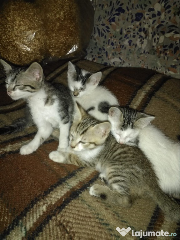 Gratuit pisoiași pentru adoptie