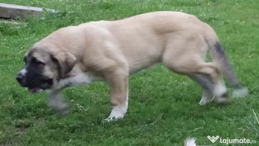 Mastiff spaniol