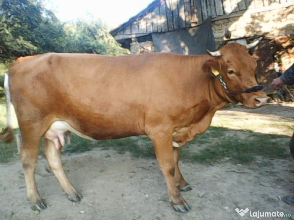 Vaca cu vitel