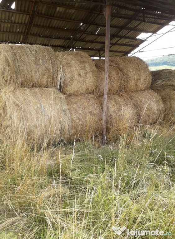 Baloți rotunzi lucernă