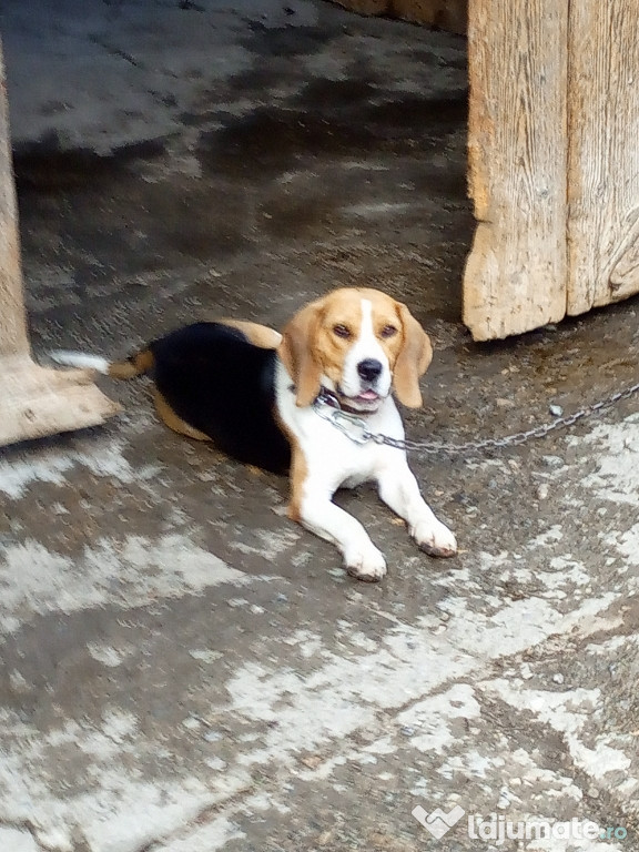 Câine rasa Beagle în vârstă de 2 ani jumate