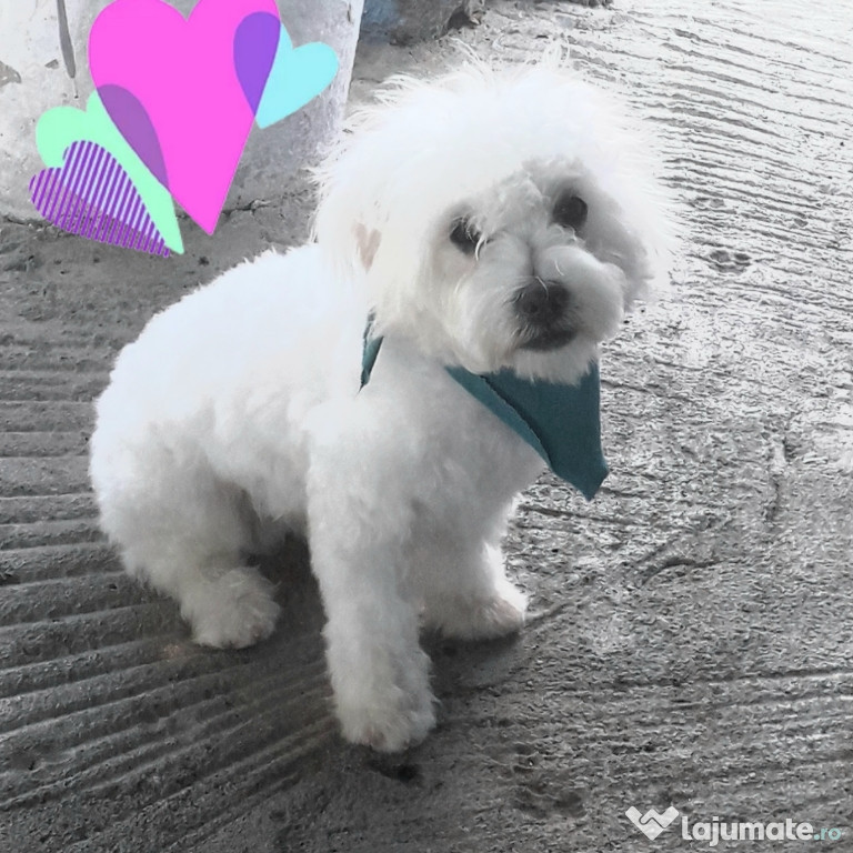 Bichon maltez