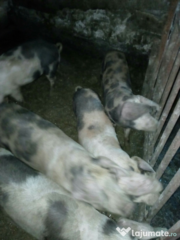 Porci de diferite marimi rasa Petrean