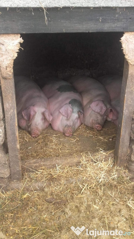 Porci și purcei