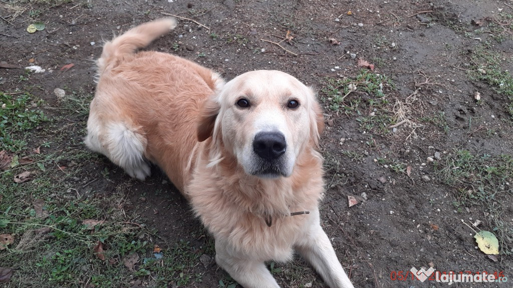 Golden retriever mascul 4 ani