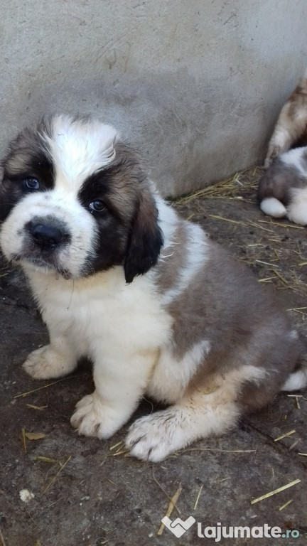 Pui saint bernard