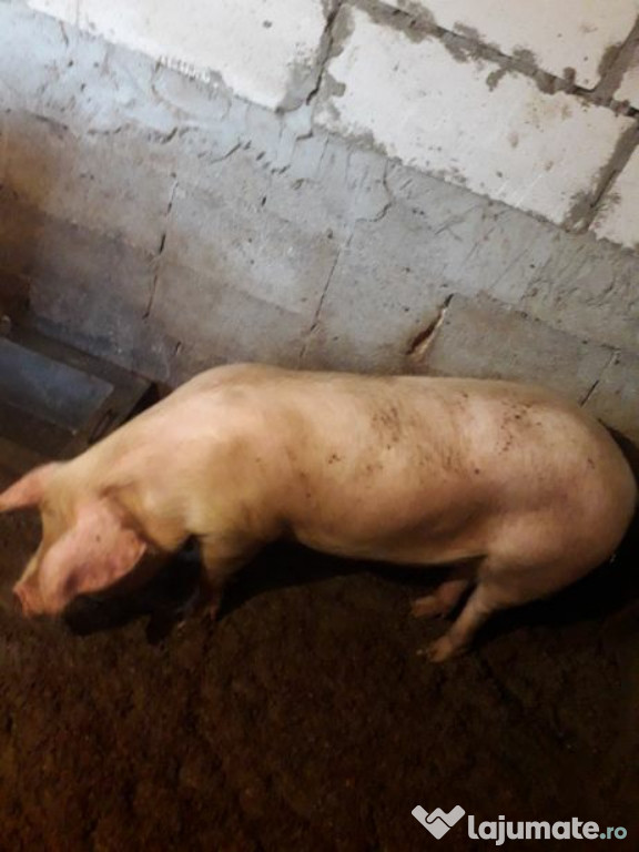 Porc de carne din rasa marele alb