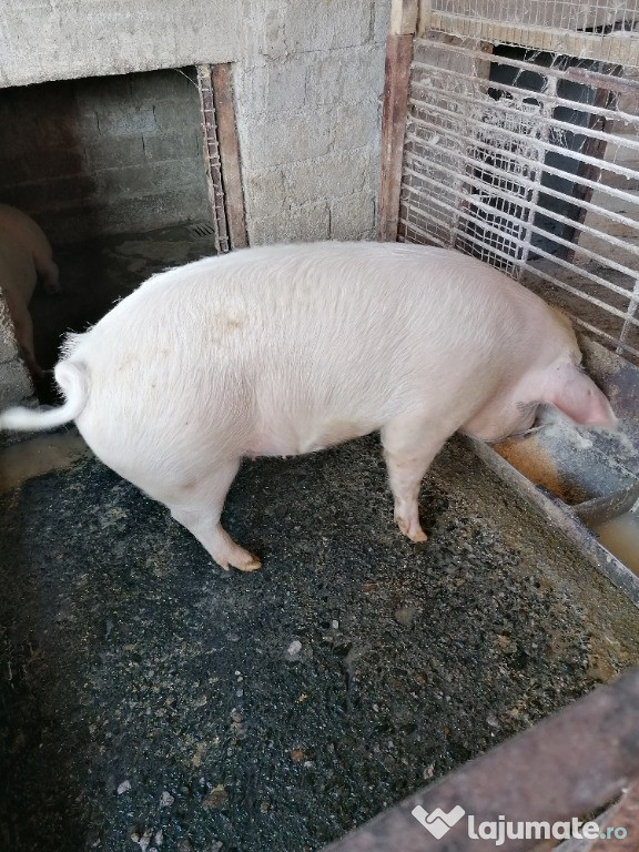 Porci de taiat