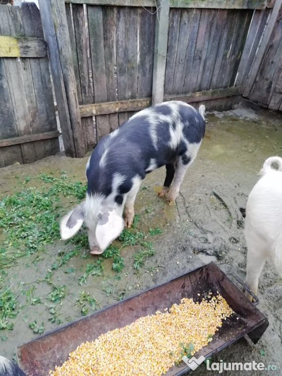 Porci pietrain
