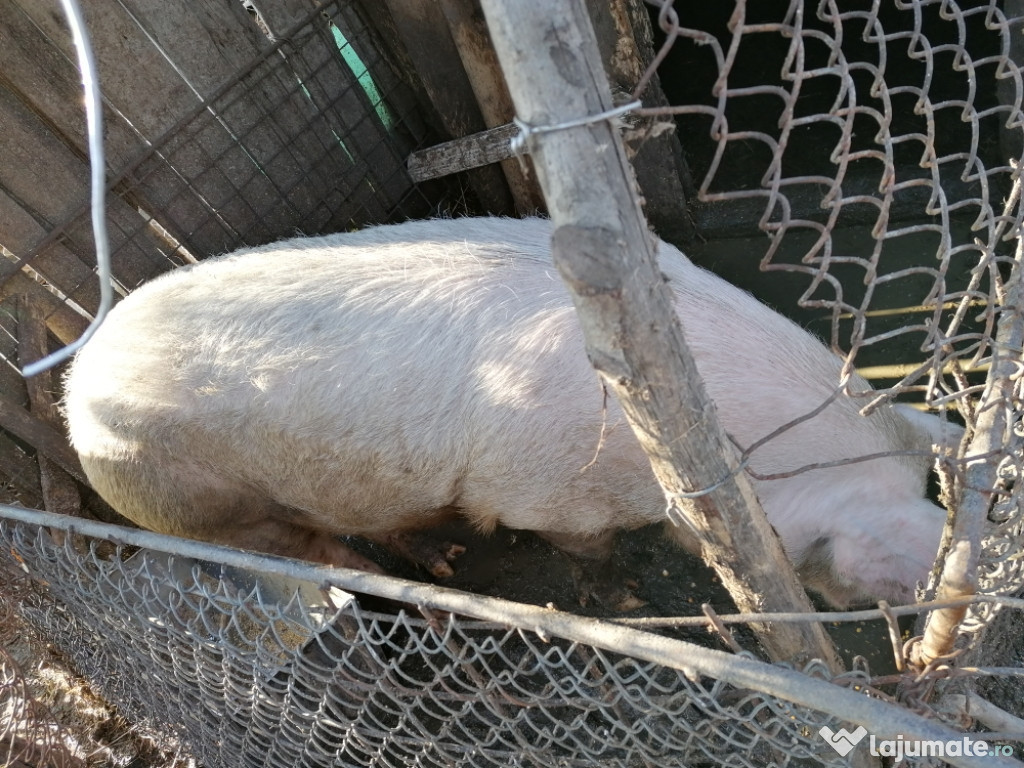 Porc de peste 200 de kg de
