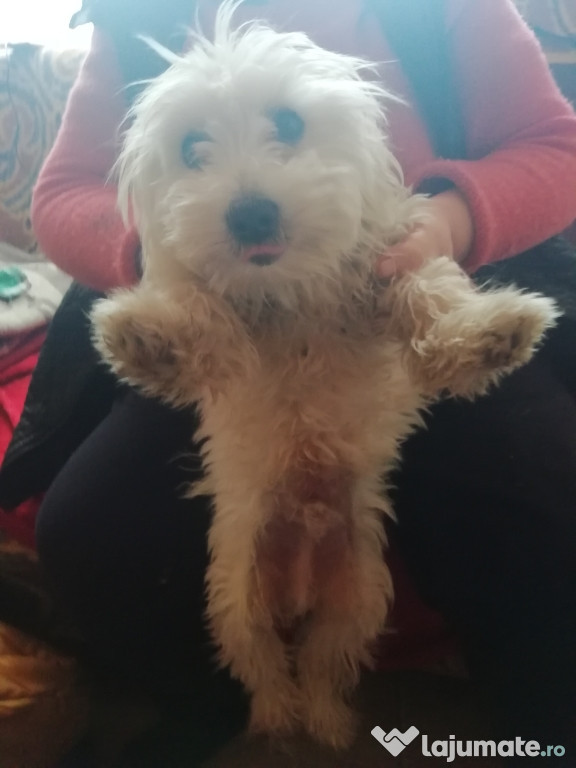 Bichon mini toy