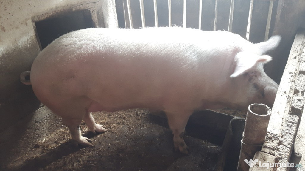 Scroafă