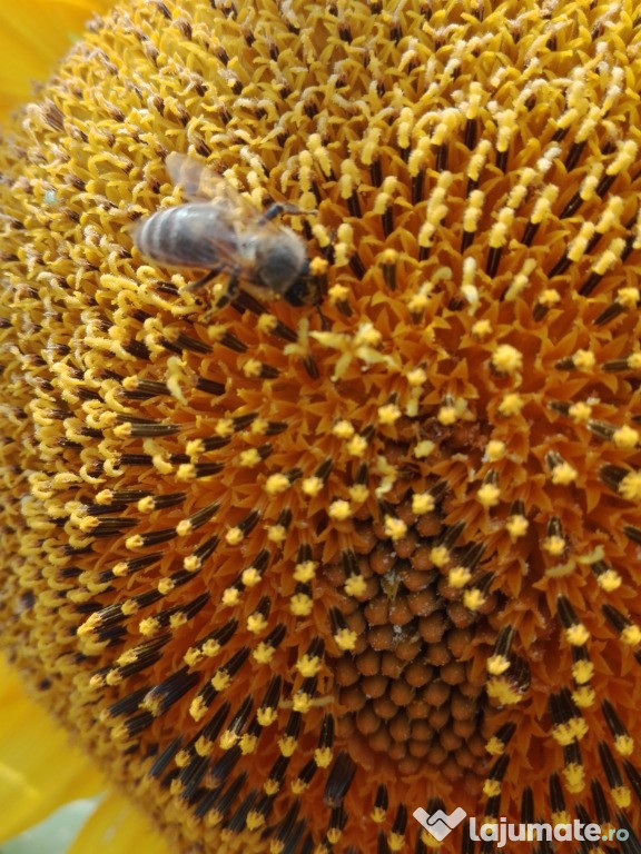 Miere de albine