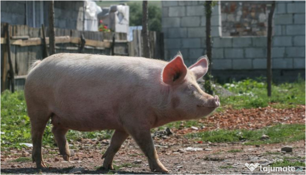 Porci pret superavantajos