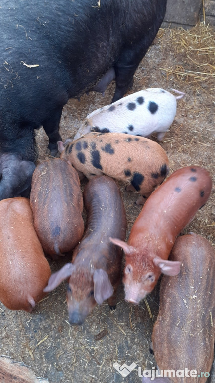 Scroafa cu purcei