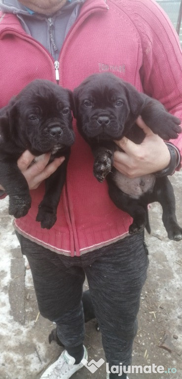 Cane corso