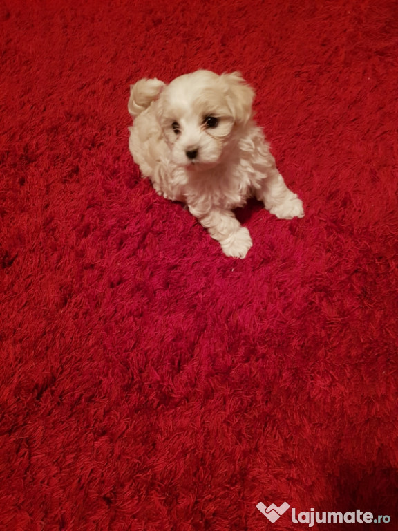 Bichon Maltez