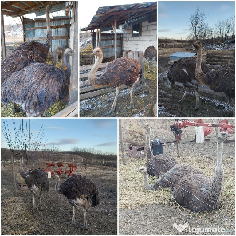 Struti crescuți bio in libertate