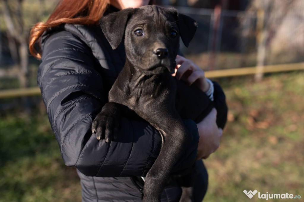 Căței cane corso