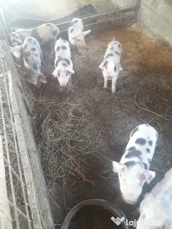 Purcei duroc cu pietrar