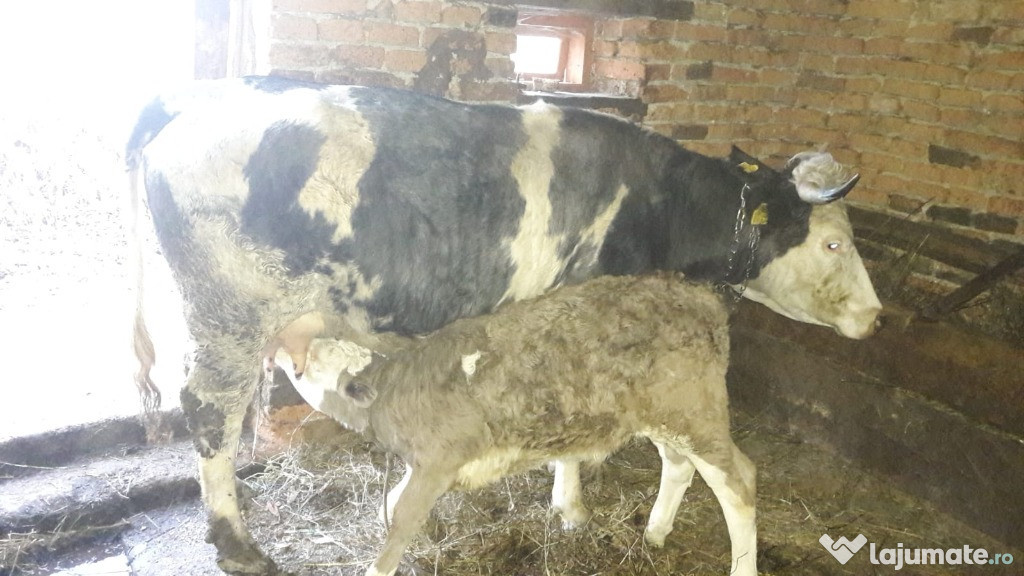 Vaca cu vitel