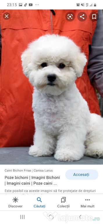 Caut bichon frisè