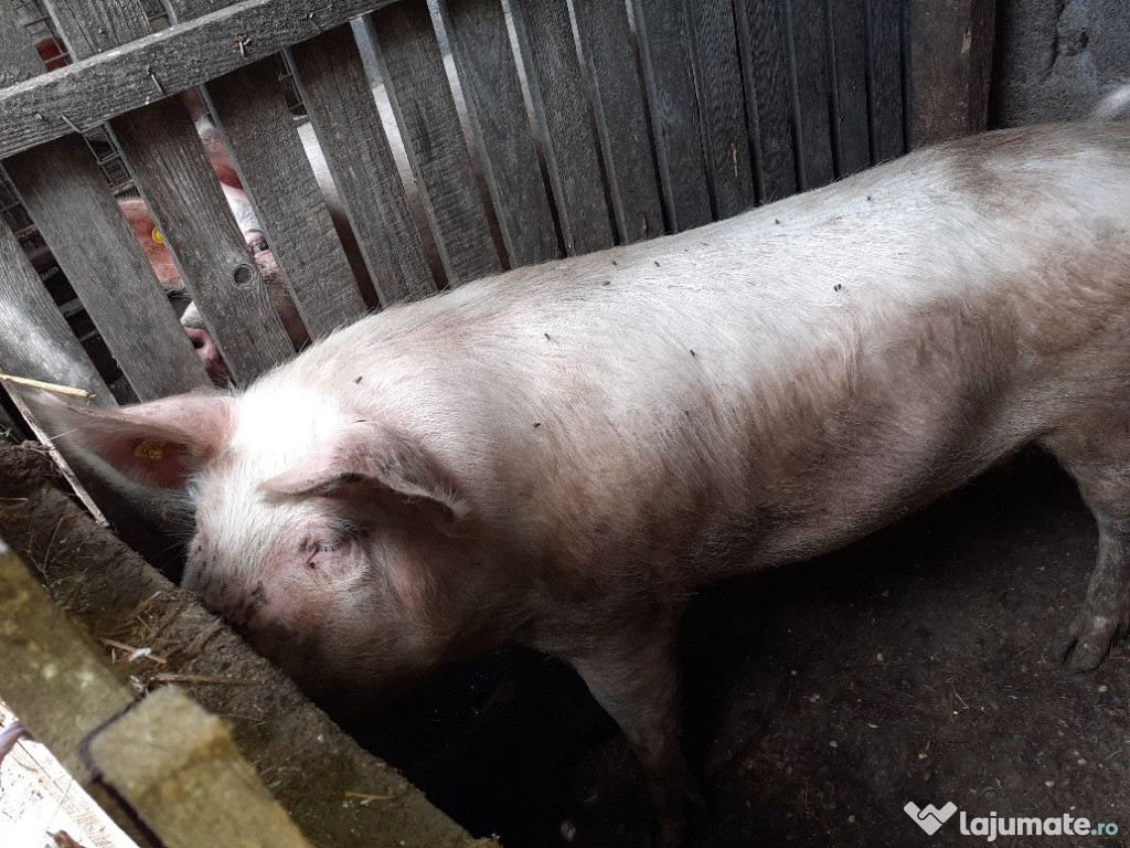 Porci de Carne