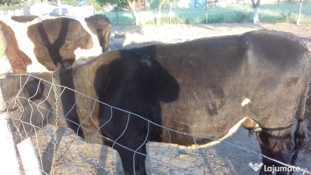 Vaca de carne la prima fatare