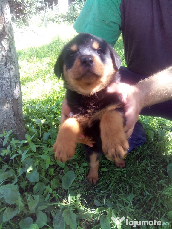 Câini Rottweiler