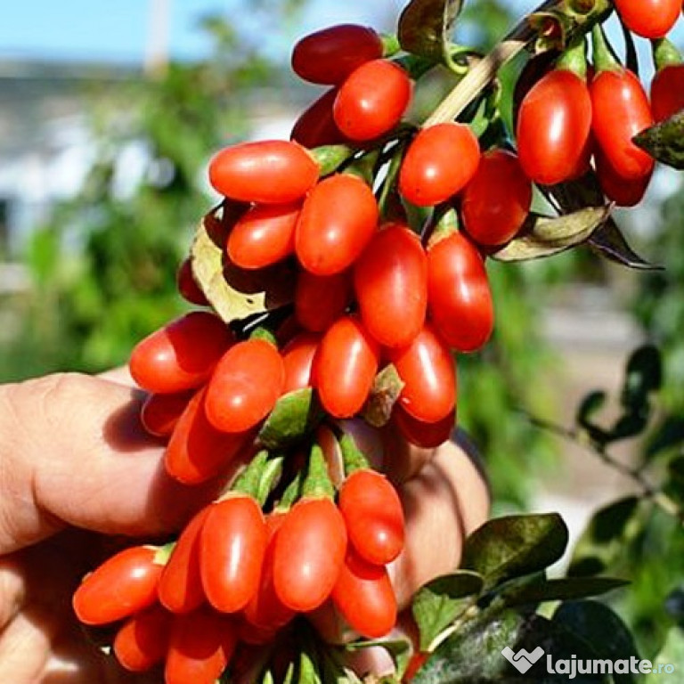 Producător, expediez fructe Goji BIO congelate, cu Factura