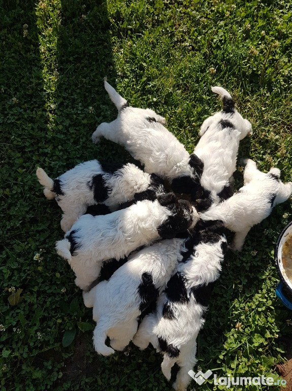 Catei Fox Terrier cu par sarmos