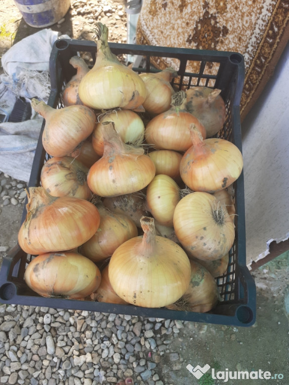 Producție 2020 ceapa foarte buna