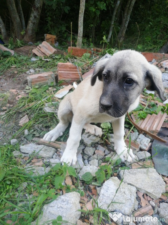 Kangal